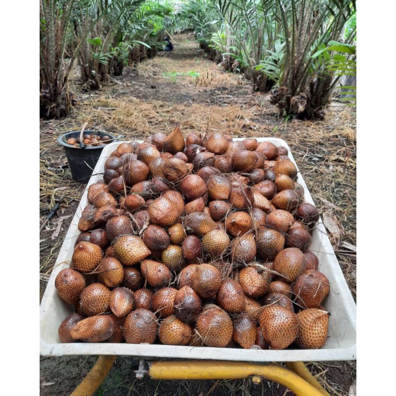 

Salak Pondoh Fresh Grade B 1KG