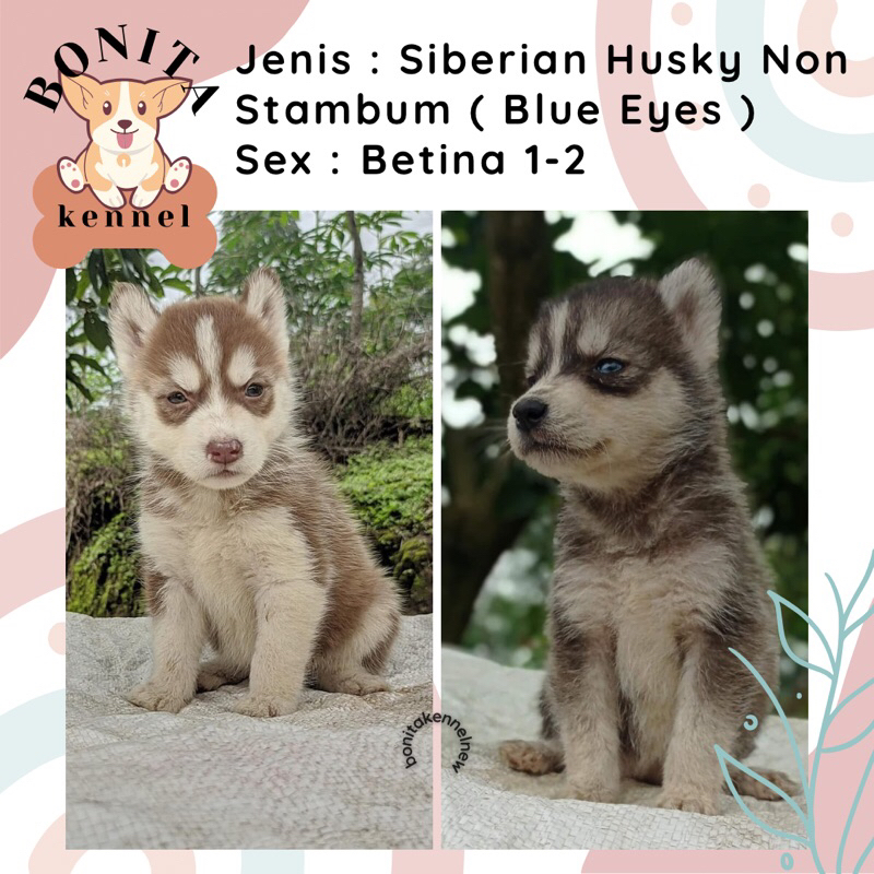 Siberian Husky Non Stambum Anak Anjing Husky Jantan Betina Siberian Husky