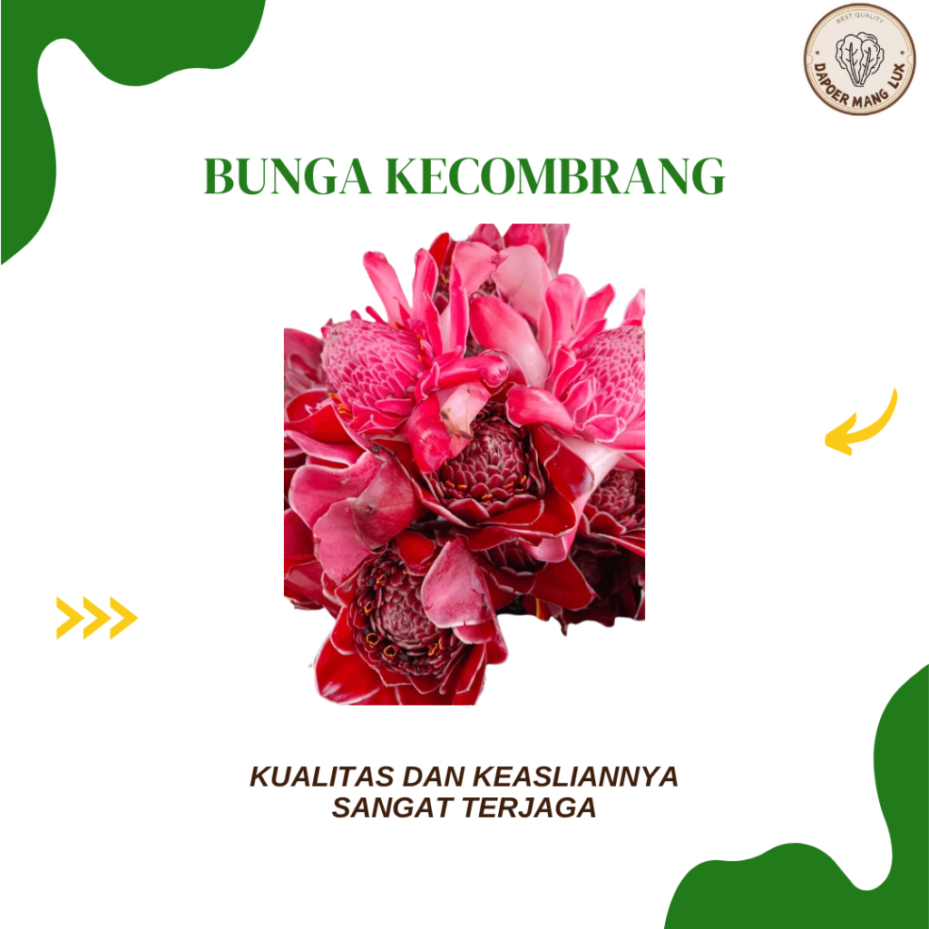 

EKSTRAK BUNGA KECOMBRANG BEST SELLER