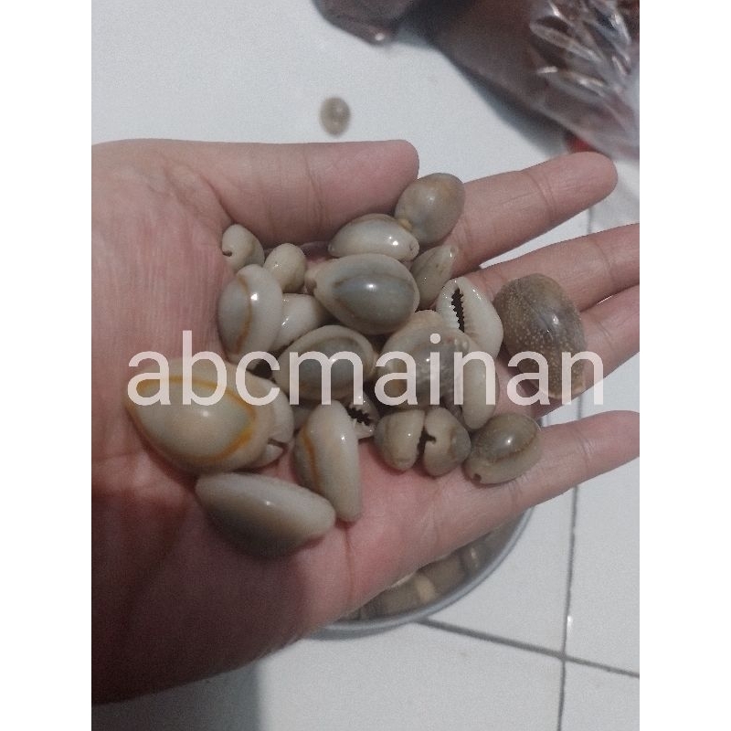 100 PCS/700 GRAM BIJI CONGKLAK KUWUK KERANG ASLI UKURAN BESAR