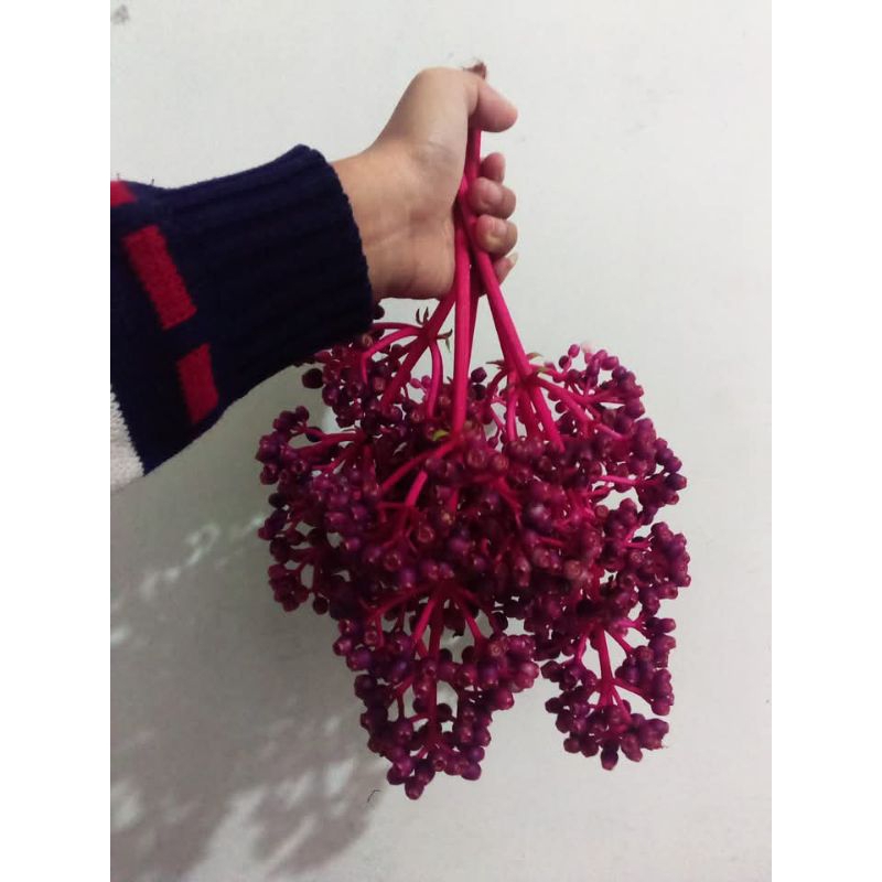 

Buah Parijotho 250gr buat Promil/Penyubur Kandungan