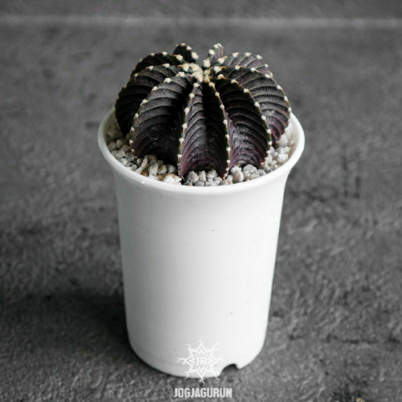 Gymnocalycium Friedrichii VoS 1241