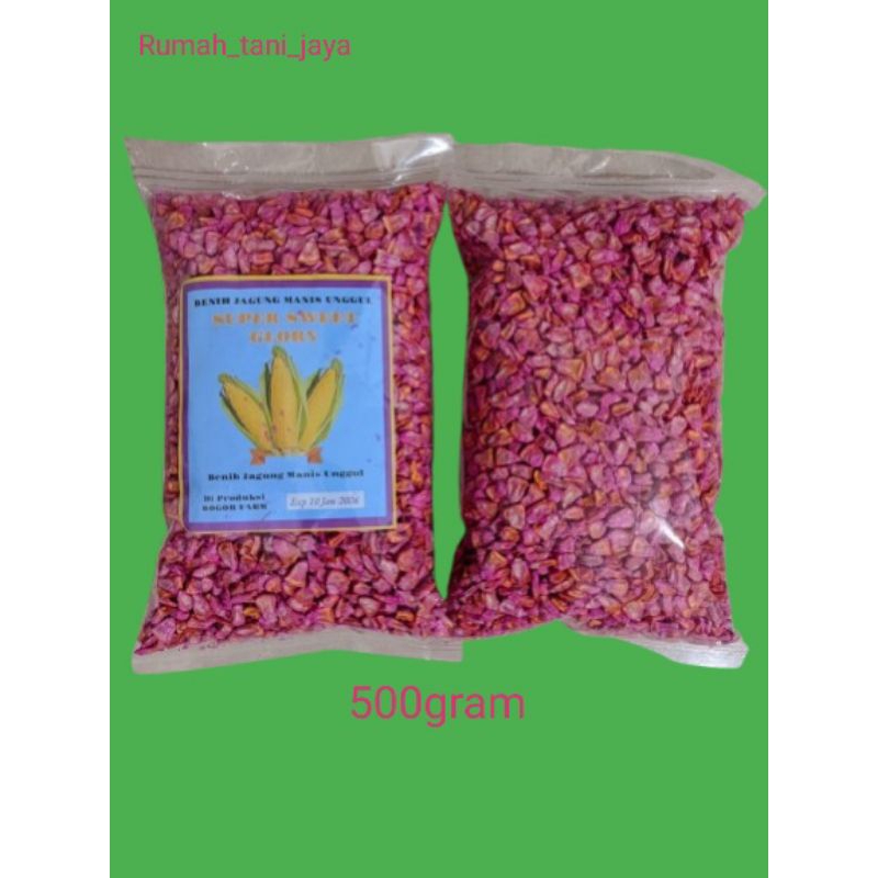 

SUPERSWEETGLORY500GRAMBIBITJAGUNGMANISUNGGULPanen