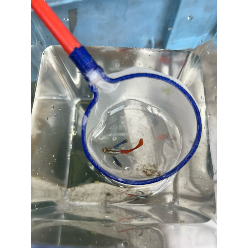 hiasan aquarium guppy prtde indukan