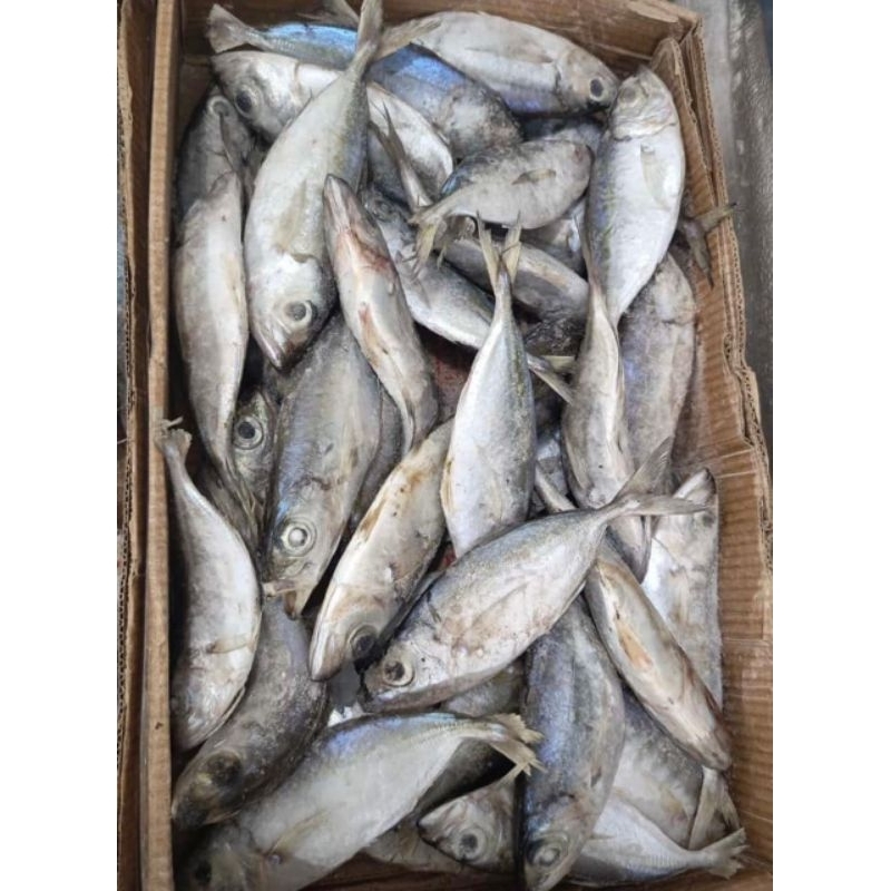 

Ikan Kembung Mata Belo 1Kg