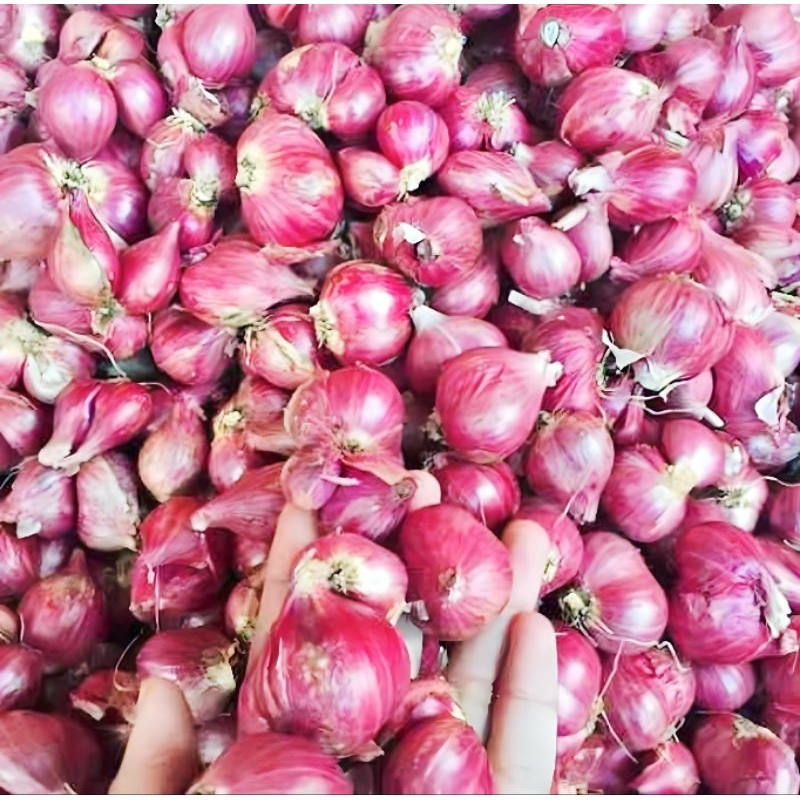 

Bawang Merah 1kg Bumbu Ukuran Super termurah