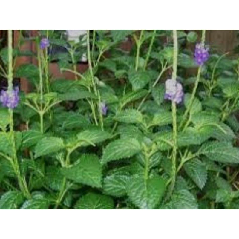 

DAUN PECUT KUDA/JARONG SEGAR 100%