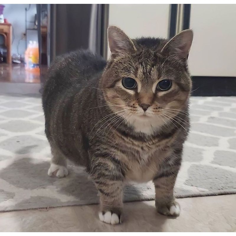 

CO BUYER PC [BACA DESKRIPSI]