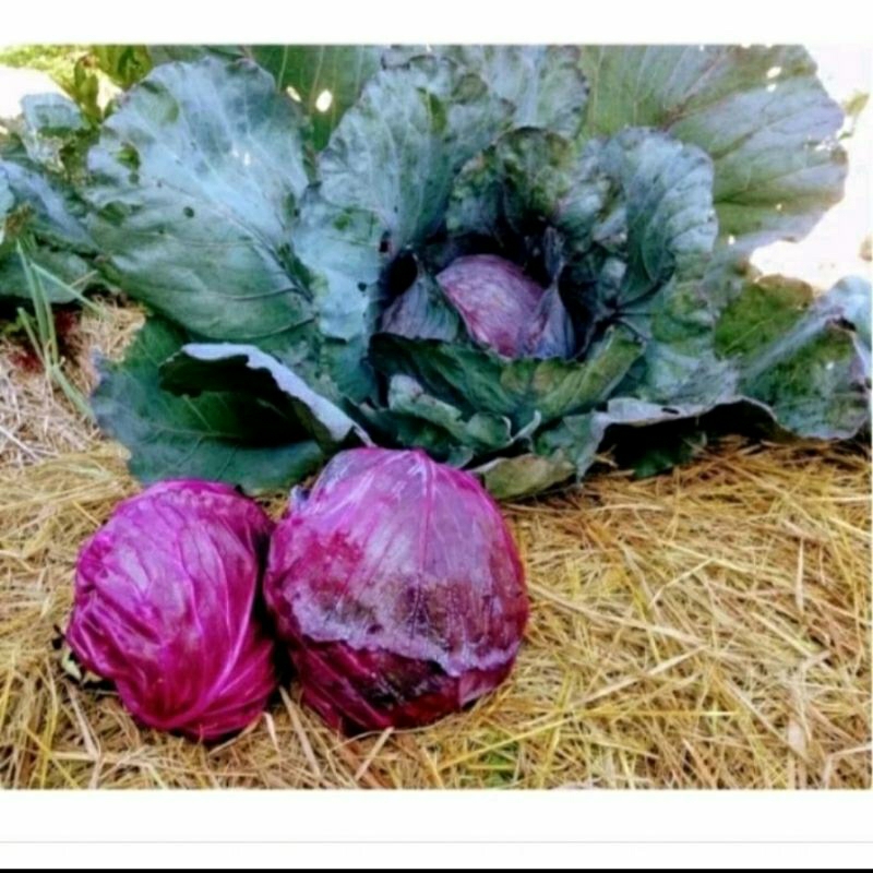 

biji benih kol ungu isi 15 butir