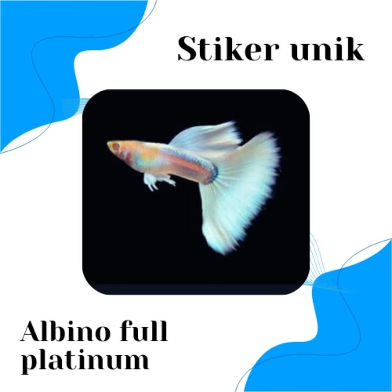 STIKER UNIK ALBINO FULL PLATINUM