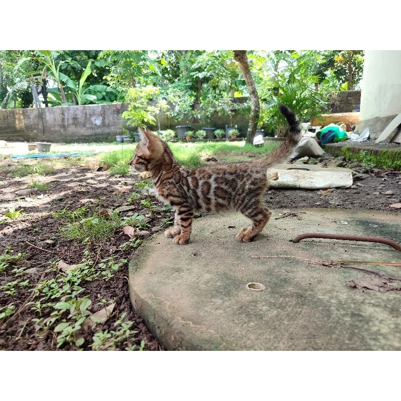 kucing  bengal kitten brown shitted charcoal roasted