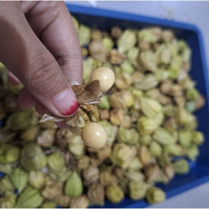 

obat herbal buah ciplukan / ceplukan mateng segar 50 gr