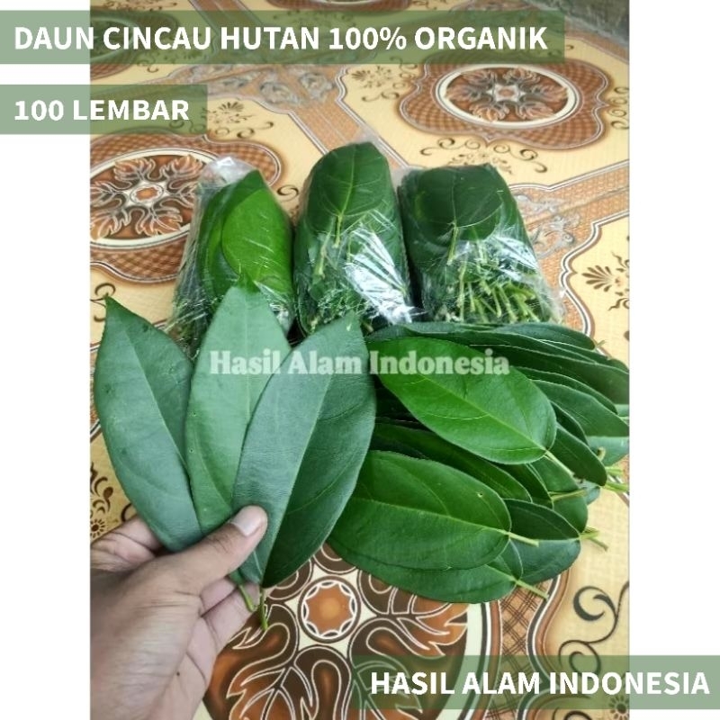 

Daun cincau hijau organik minuman herbal per kantong