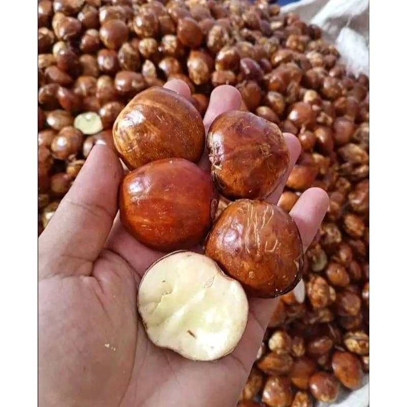 

Jengkol / jreng fresh full tua 1 kg