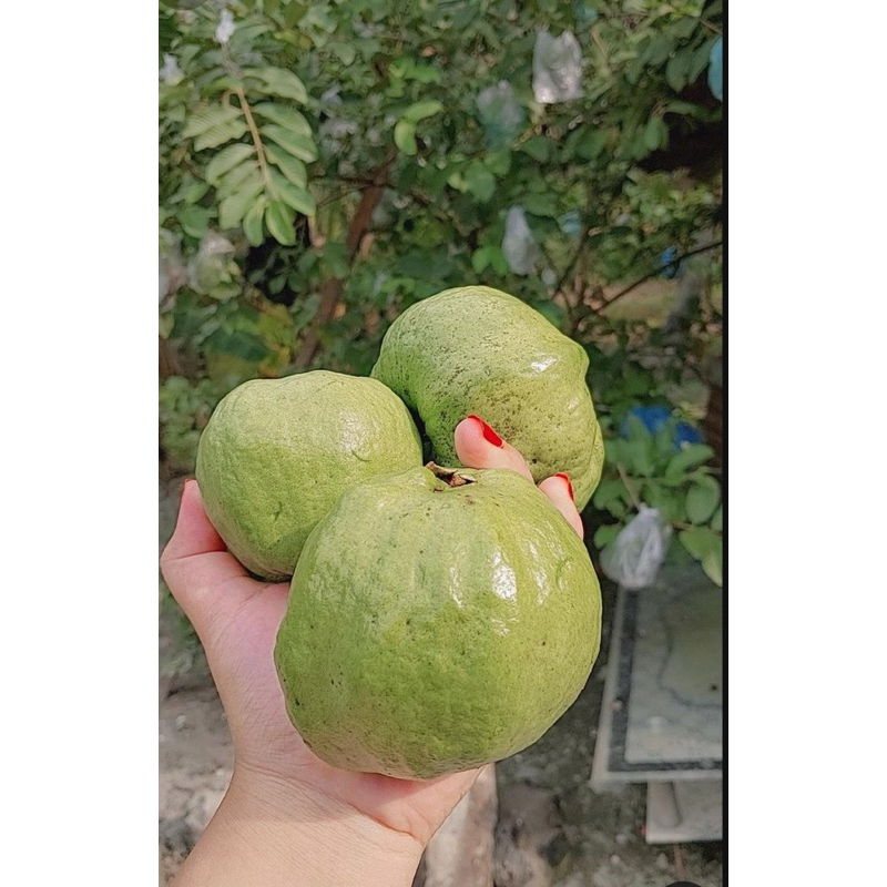 

jambu kristal