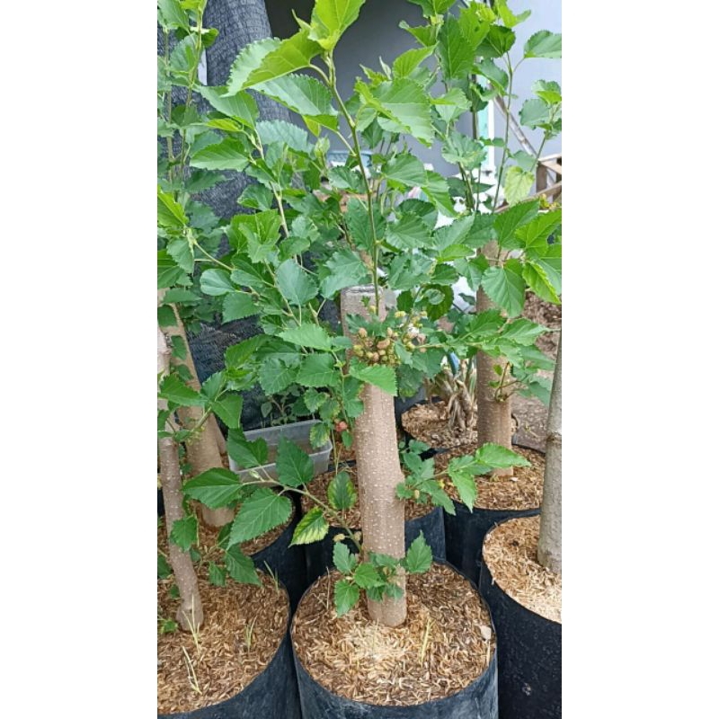 Murbei batang besar / batang jumbo / pohon besaran premium / sudah berbuah