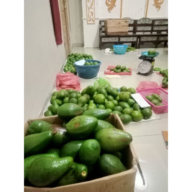 

alpukat mentega lokal