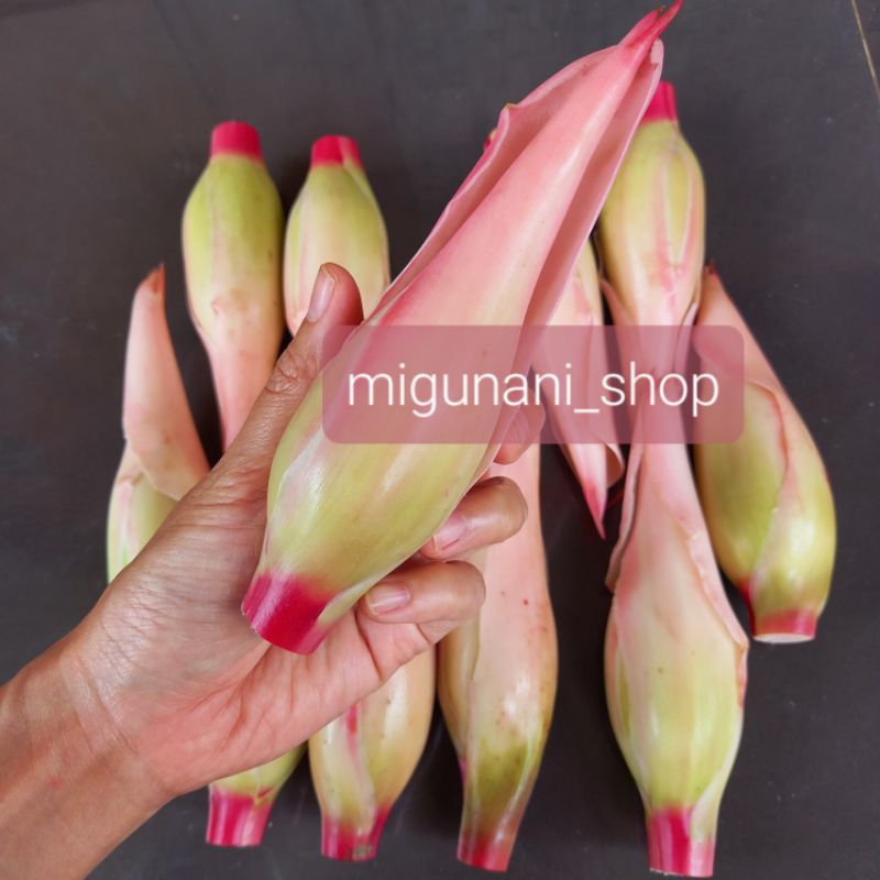 

bunga kecombrang 1kg tanpa batang full kecombrang fresh organik honje