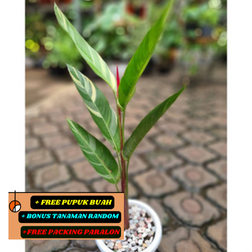 Tanaman Hias Heliconia Varigata Asli / Pisang Pisang an Varigata Cantik Banget..