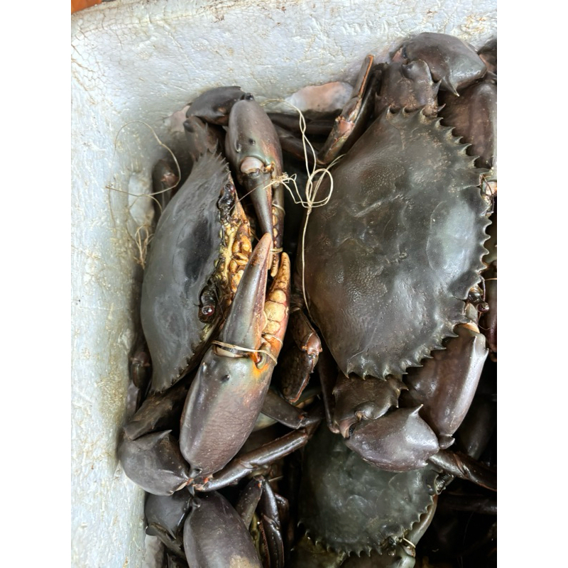 

KEPITING SUPER BESAR 1kg