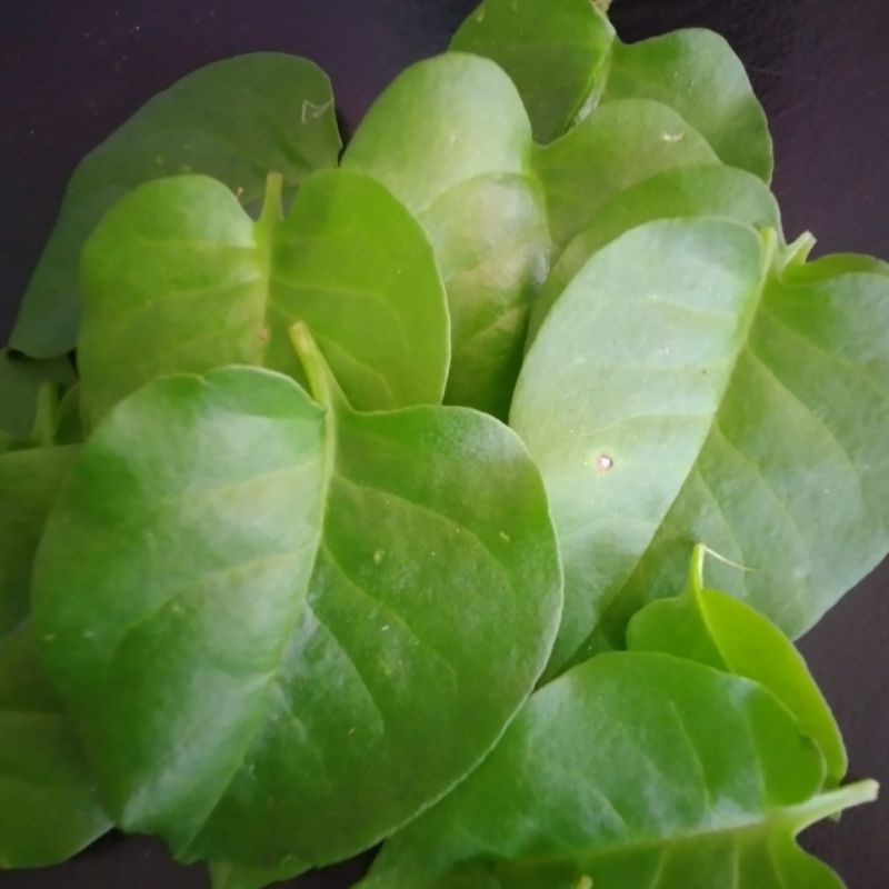 

PAKET DAUN BINAHONG (100 LEMBAR) SEGAR BERKHASIAT