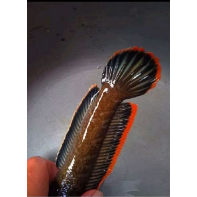 Limbata rim merah size 5 cm