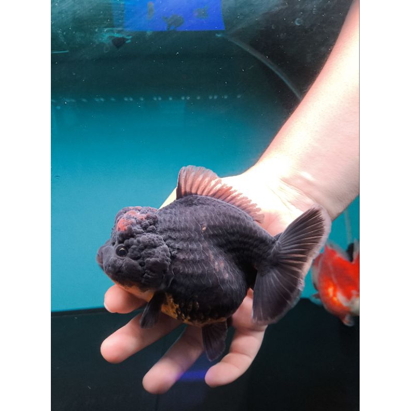 Ikan Mas Koki Oranda Short Tail (OST) Black Size 14 cm. f74