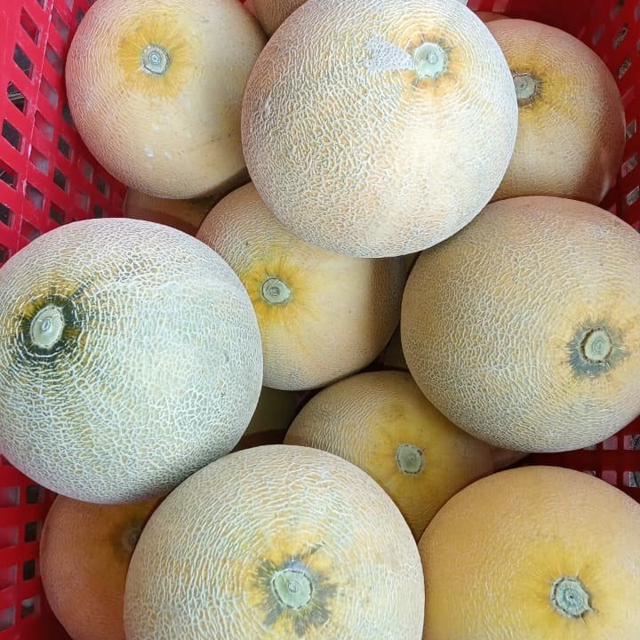 

MELON MADU ASLI NGAWI MURAH MERIAH