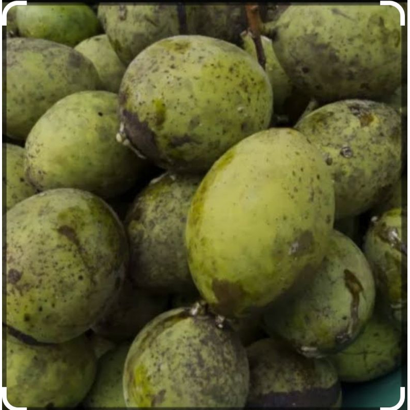 

BUAH PAKEL LIMUS 1KG