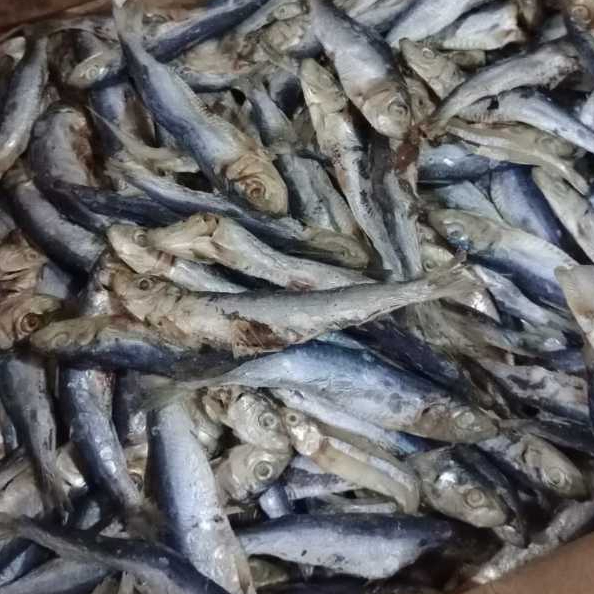 

Ikan Japuh Asin kecil,250gram/500gram/750gram/1kg