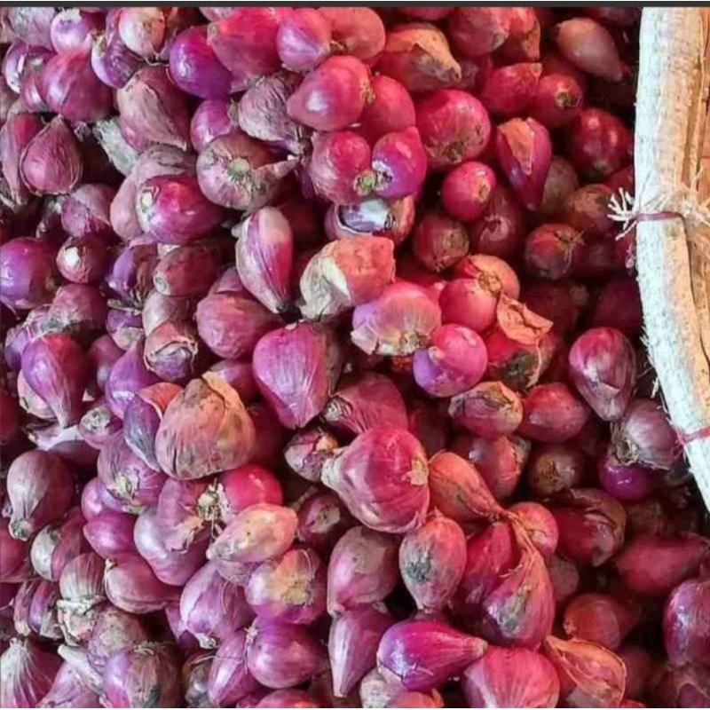 

bawang merah sedang