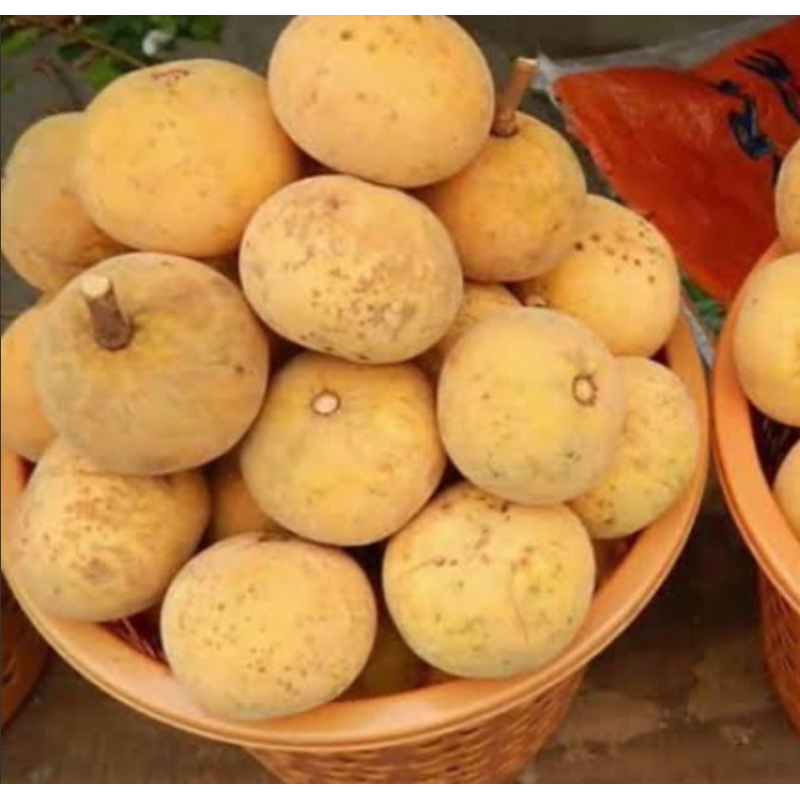 

Buah kecapi manis segaar