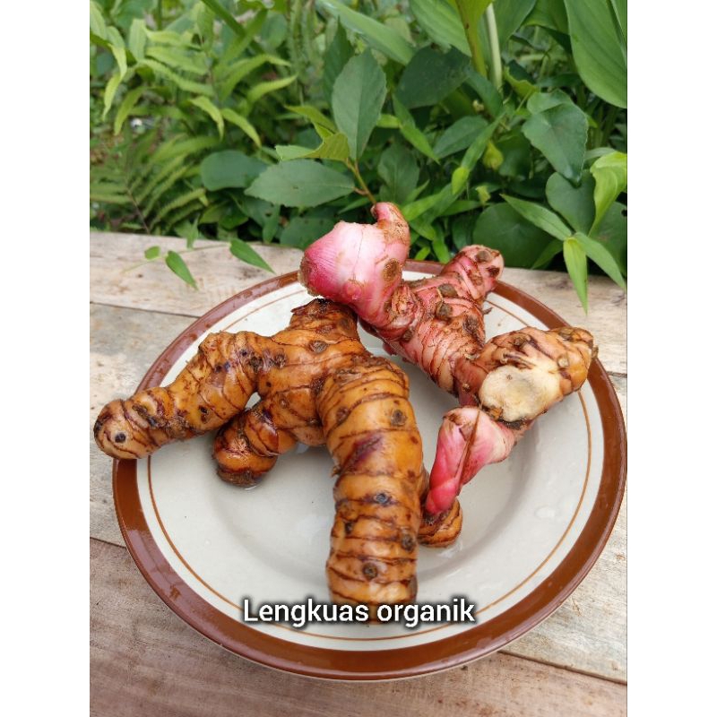 

lengkuas organik segar / laja / 250g -500g bumbu dan herbal (Alpinia galanga)
