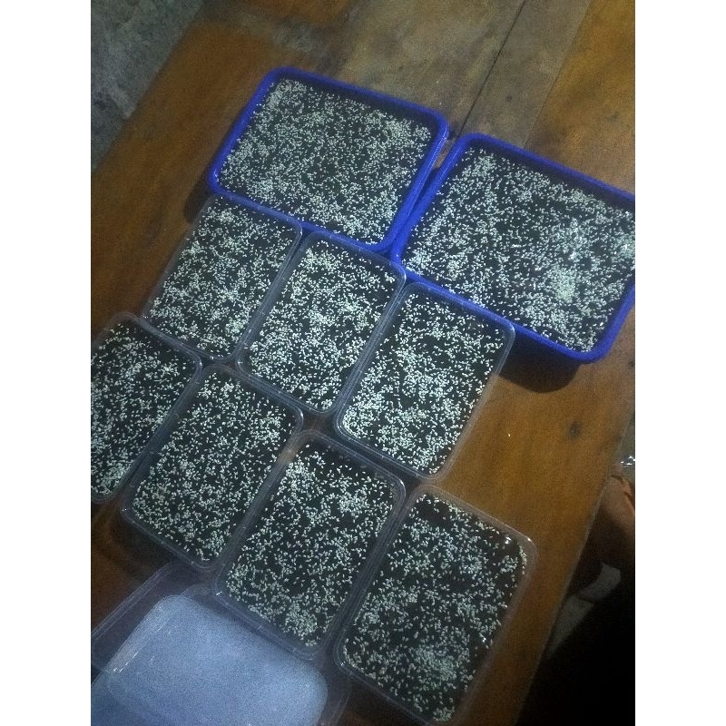 

jenang dodol Sukma ayu