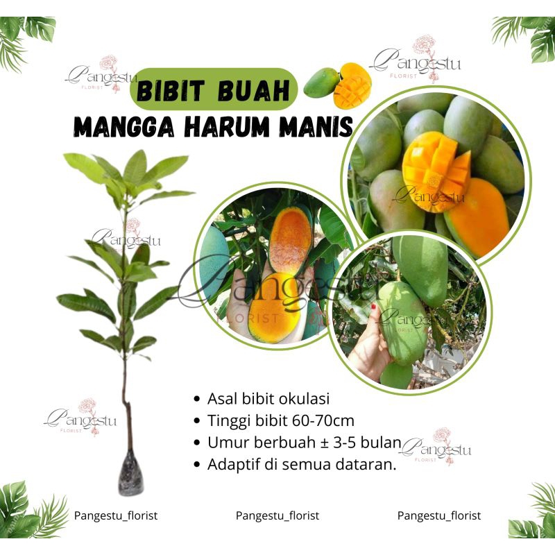 

Bibit Tanaman Buah Mangga Harum Manis