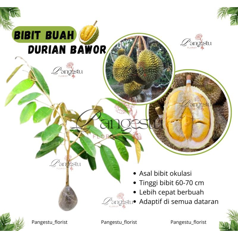 

Bibit Tanaman Buah Durian Bawor