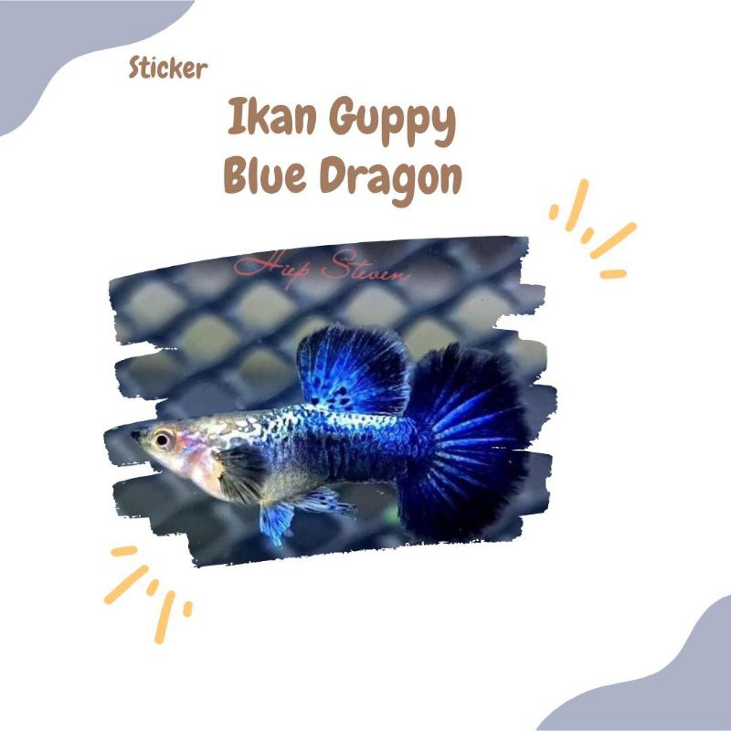 STICKER IKAN GUPPY PLATINUM BLUE DRAGON