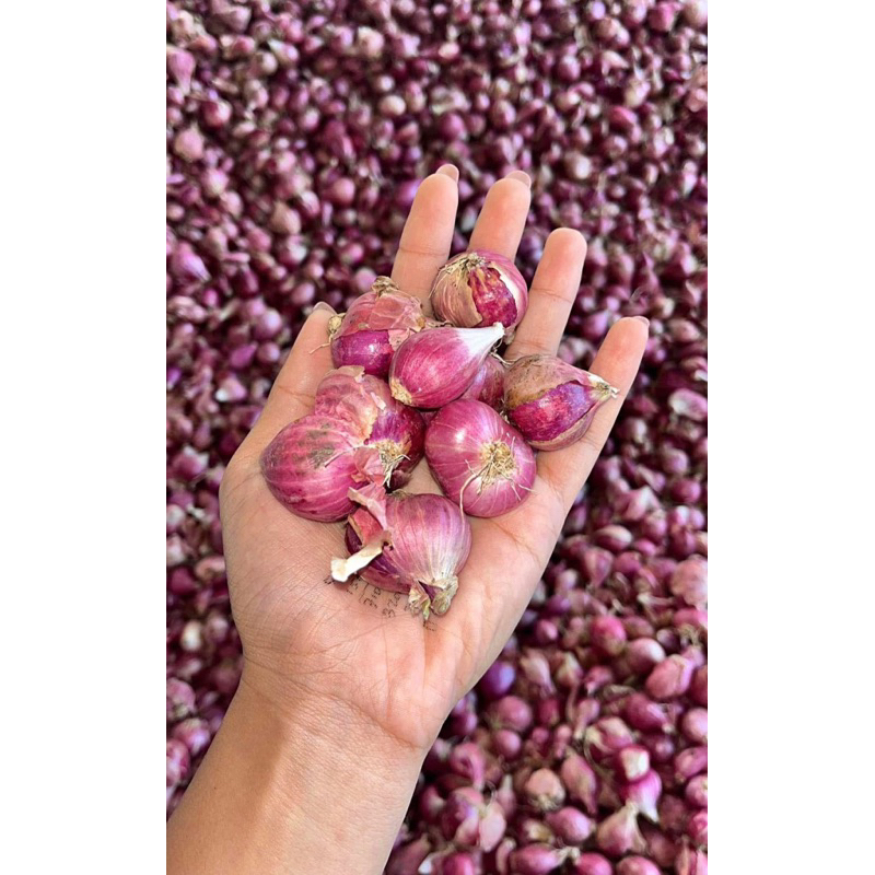 

bawang merah tanggung besar