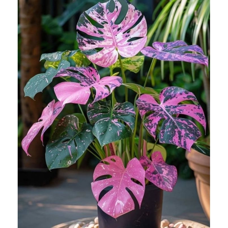 Tanaman Hias Monstera Pink Variegata Bunga Hias Monstera Anakan Murah BUKAN BONGGOL Tanaman Hidup Bu