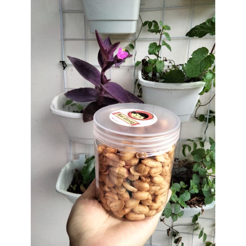 

Kacang bawang Jumbo renyah