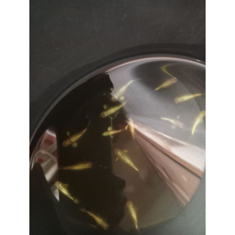 Guppy fullgold ribbon 1 pasang
