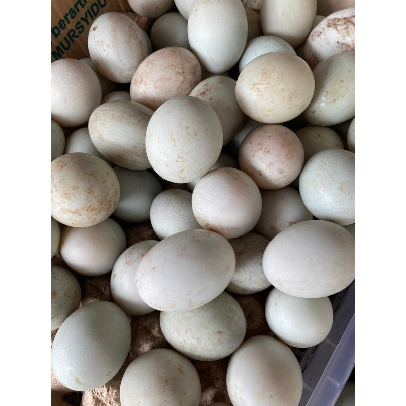 

Telur Bebek Hulu Sungai/ Telur Bebek/ Intalu itik tambak kandangan/ telur lokal kalimantan