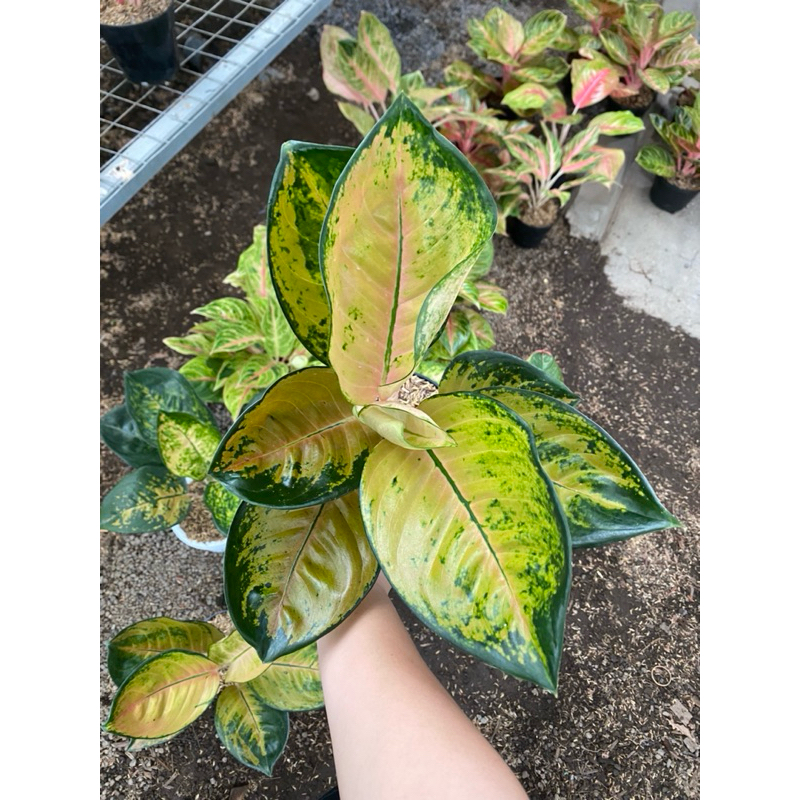 Aglaonema Sultan Brunei