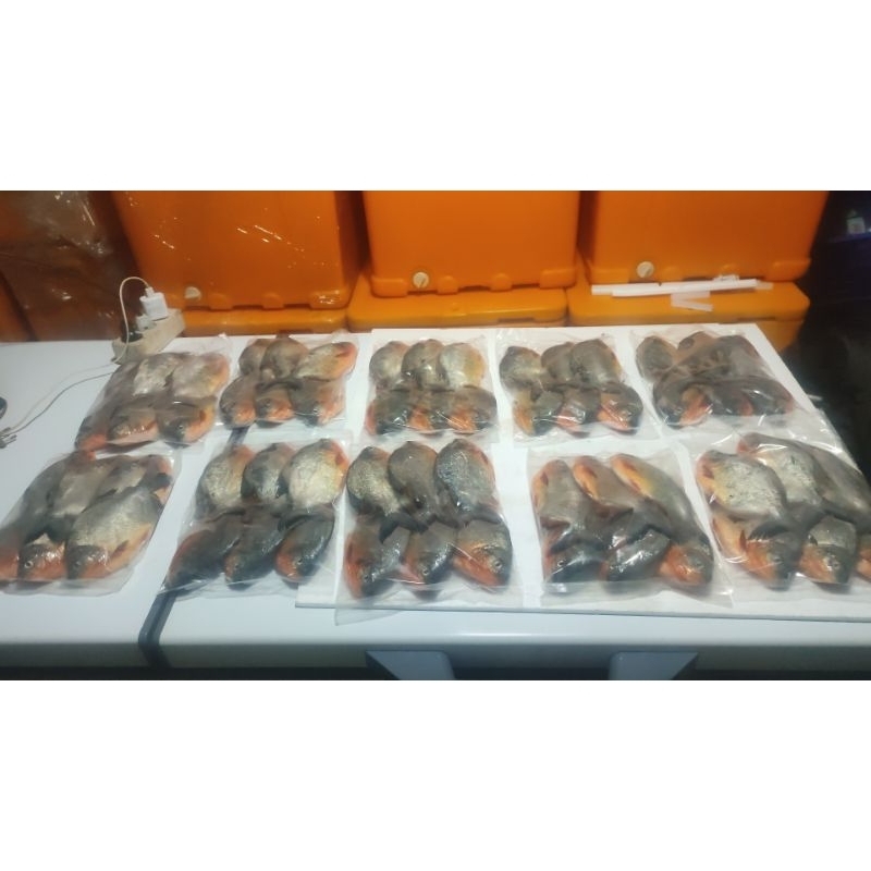 

ikan Bawal merah