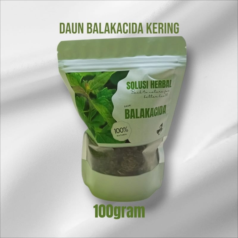 

DAUN BALAKACIDA KERING