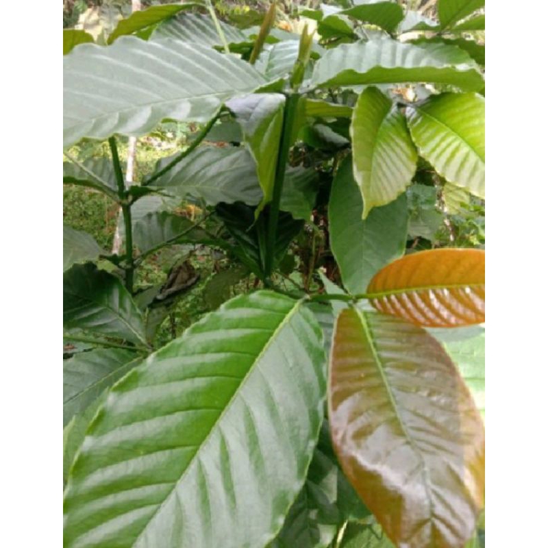 

DAUN KOPI SEGAR 250 GRAM OBAT HERBAL