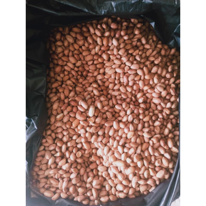 

kacang tanah