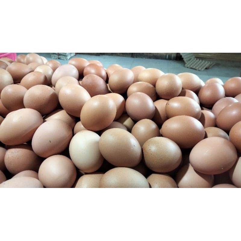 

telor ayam negri 5kg