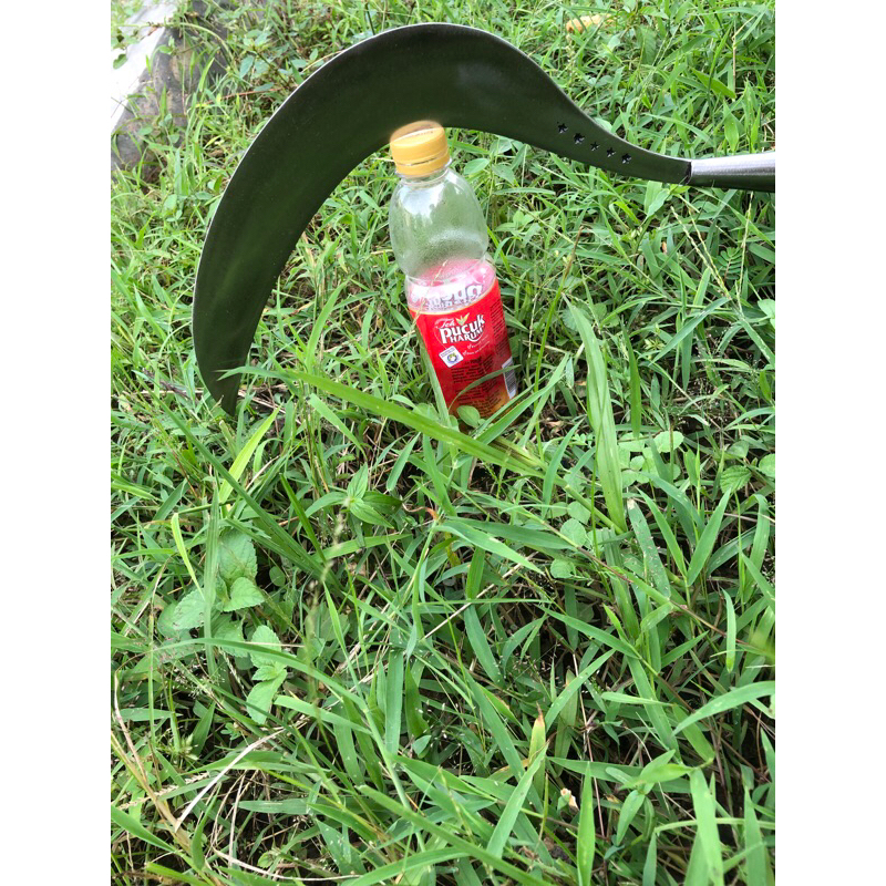 

teh pucuk bintang lima bisa cod