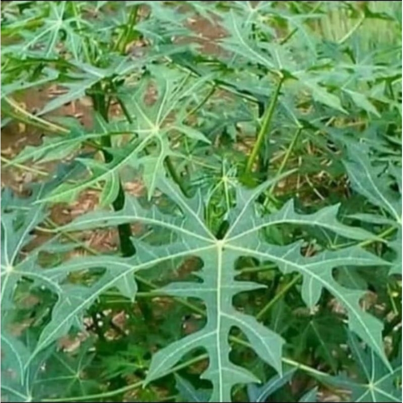 

Daun pepaya jepang / 200 gram